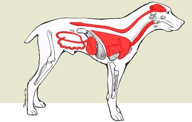 Dr. Yolonda Gray's Tips and Tricks: Canine Distemper On The Rise?