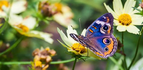 Weekend Gardening: Plant Your Own Butterfly Garden : NorthEscambia.com