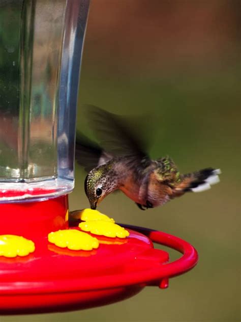 How to Choose the Best Hummingbird Feeder: Reviews, Tips, Nectar ...