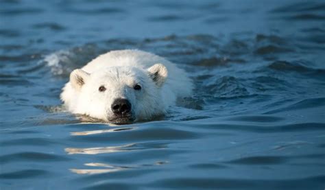 Can Polar Bears Swim? [Yes – Here’s How Far and Fast] - Polar Guidebook