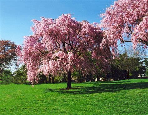 Pink Weeping Cherry For Sale Online | The Tree Center