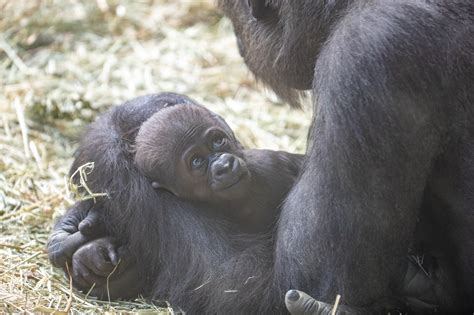 Baby gorilla Zuna spending time outdoors with mom, Nadiri, and the rest ...