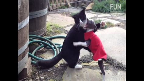 Funny Cats And Dogs Fighting