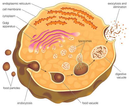 Stock Illustration - Diagram illustrating intracellular digestion and ...