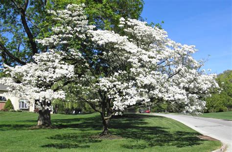 Good Things by David: Blooming Dogwood Trees