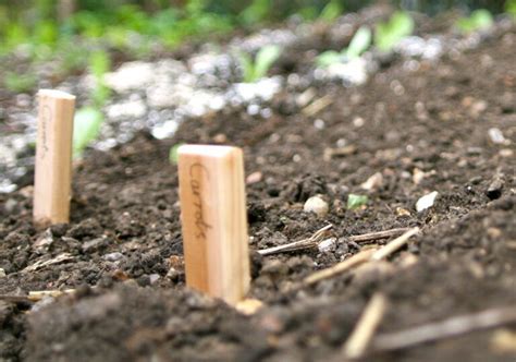 How Deep Do You Plant Carrots? With Bonus Tips On Planting Carrots