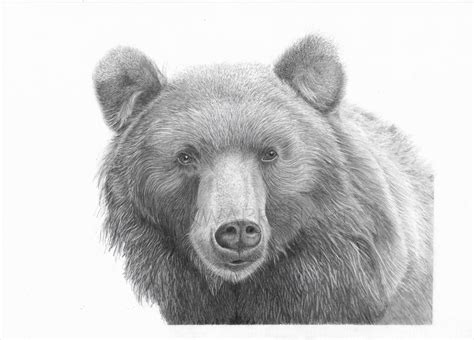 Bear Art Print Hand Drawn Animal Pencil Drawing A4 A5 Sizes - Etsy