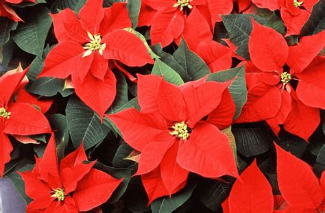 National Poinsettia Day (Friday, December 12th, 2025)