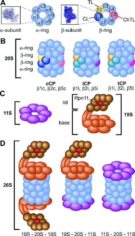 The proteasome. (A) α-and β-subunits are arranged in rings of seven ...