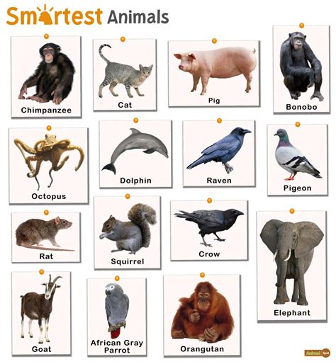 Smartest Animals – Facts, List, Pictures