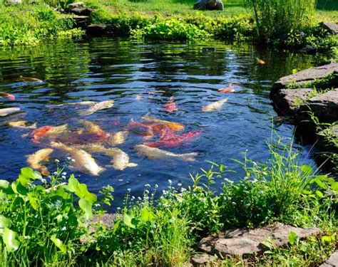 12 Koi Pond Design Ideas