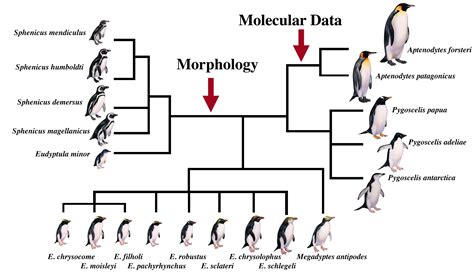 Family Tree of the Living Penguins | March of the Fossil Penguins ...