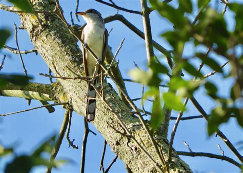 Yellow-billed Cuckoo – My Bird of the Day