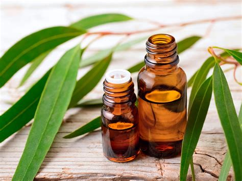 Eucalyptus Oil | Essential Oils | Andrew Weil, M.D.