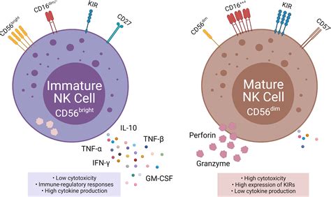 Frontiers | Current Perspectives on “Off-The-Shelf” Allogeneic NK and ...