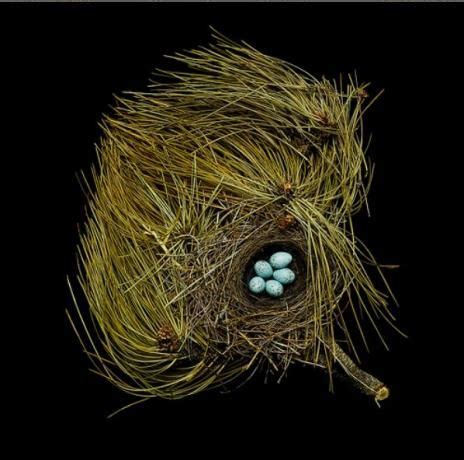 western tanager | Birds, Bird nest, Nest