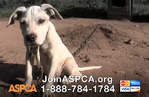 ASPCA | Dog Fighting TV Commercial