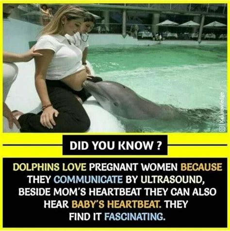 ---5 DID YOU KNOW? DOLPHINS LOVE PREGNANT WOMEN BECAUSE THEY ...