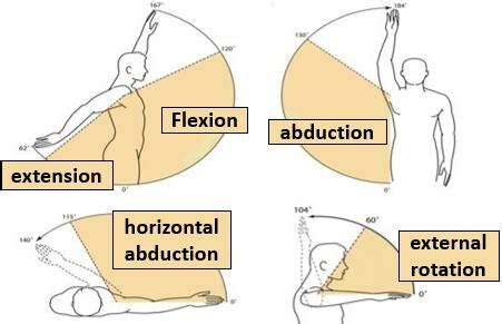 Shoulder joint movements: abduction-adduction, flexion-extension and ...