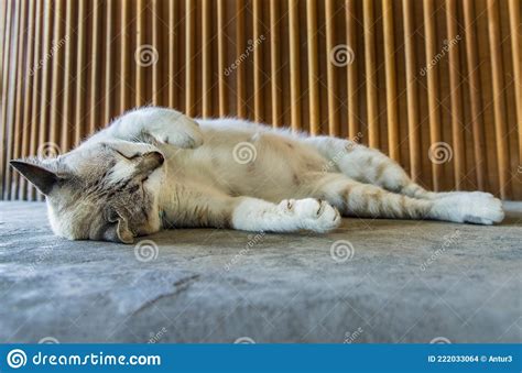 Funny Fat Cat Sleeping Comfortable on Concrete Floor. Cute Cat on Sleep ...