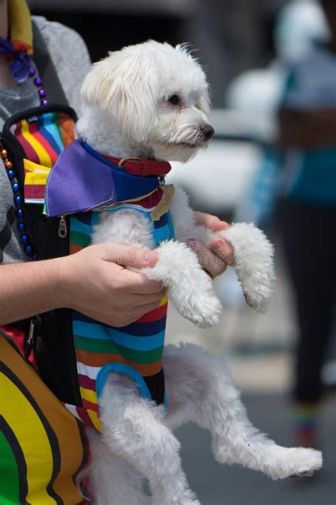 Bichon Frise Dog Wearing Gay Pride Rainbow Outfit Editorial Photography ...