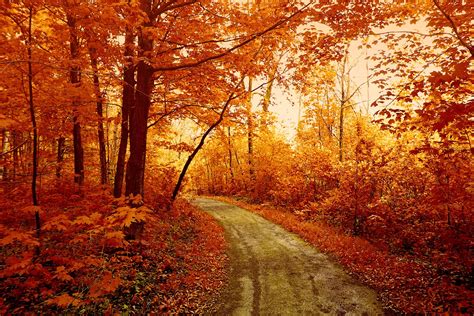 AUTUMN FOREST TRACK HD desktop wallpaper : Widescreen : High Definition ...