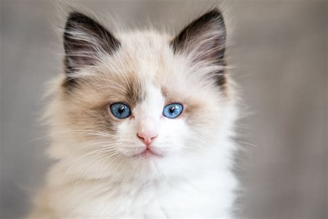 Ragdoll Cat | Great Pet Care