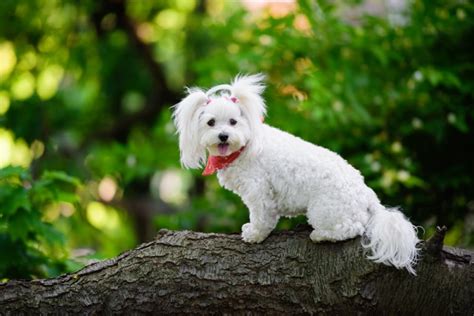 Maltipoo Colors: 4 Common & 2 Rare Ones | Hepper