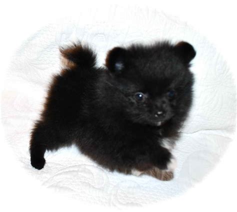 Black Pomeranian Puppies For Sale Near Me | PETSIDI