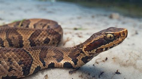 Speaking of Health: Venomous Snake Bites | wltx.com