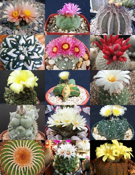 RARE CACTUS MIX rare plant exotic cacti flowering desert succulent seed ...