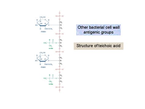 Structure of teichoic acid