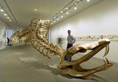 . Largest Snake, All Dinosaurs, Animal Skeletons, Rocks And Fossils ...