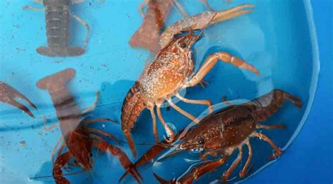 Breeding Crayfish From Home: A Guide to How it Works