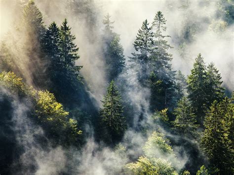 10 Haunted Forests Around the World - Photos - Condé Nast Traveler