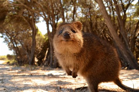 animals, Australia, Quokka Wallpapers HD / Desktop and Mobile Backgrounds