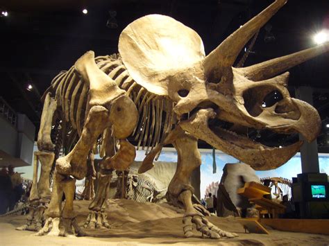 Most Popular Dinosaur Fossils Discovered | Archeology