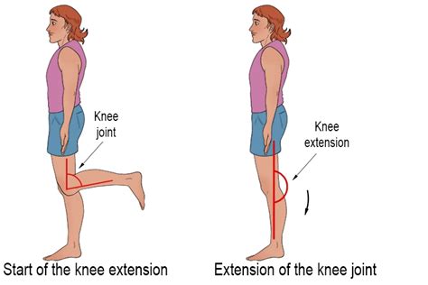 Knee Flexion And Extension - Movement, ROM, Function, Exercise