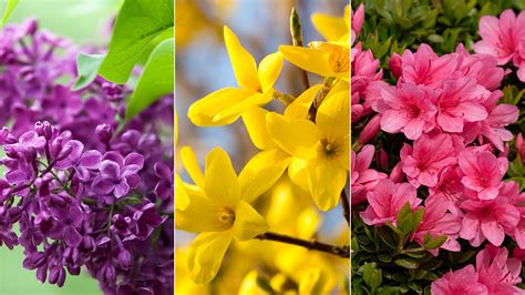 10 Popular Spring Flowers | Petal Talk