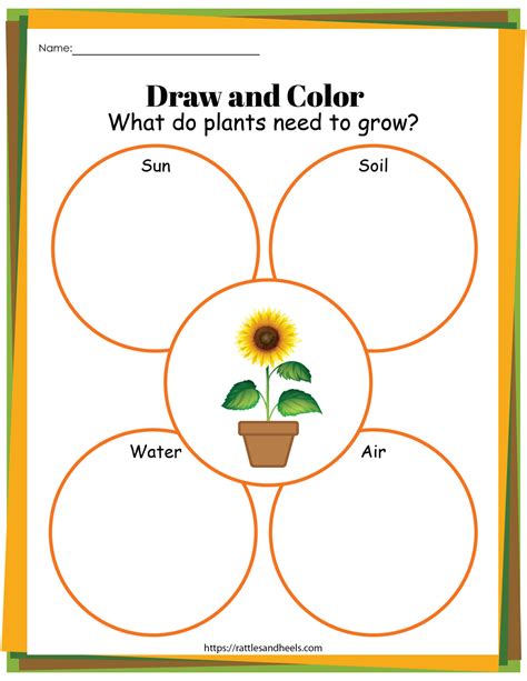 Plant Life Cycle Worksheets Free Printables for Kids - Adanna Dill