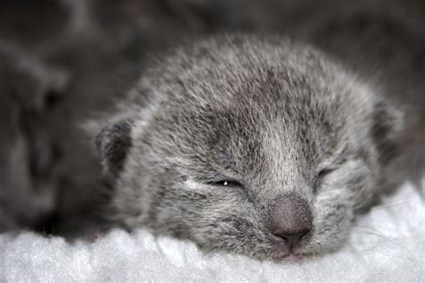 Russian Blue cat price: how much do russian blue kittens cost | Russian ...