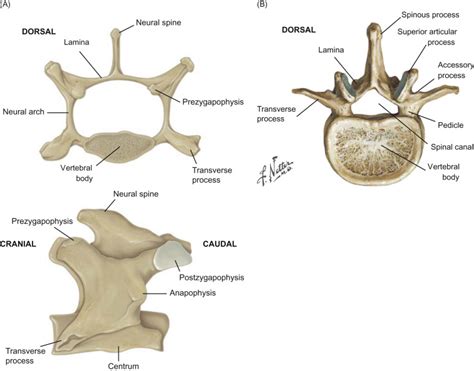 Lumbar Vertebrae - an overview | ScienceDirect Topics