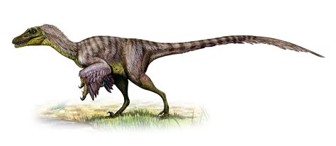 Raptors Dinosaur Feathers ~ A New Species Of Feathered Theropod Has ...