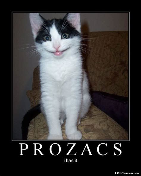 Cats on Prozac - Funny Cat Pictures with Captions