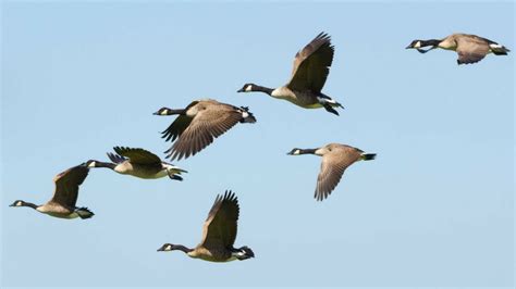 Geese Migration – Wildlife Leadership Academy