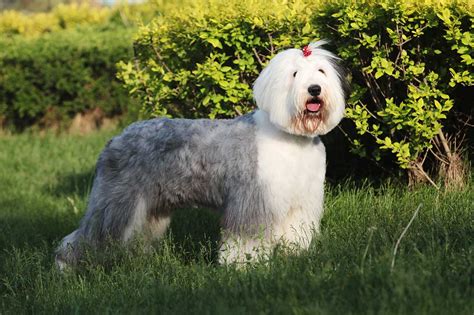 Old English Sheepdog Dog Breed Profile: All You Need to Know