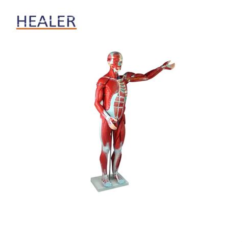 Human Whole Body Manikin Organ Teaching Model,Anatomical Human Body ...