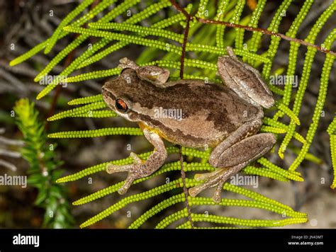 Screaming Tree Frog Stock Photo - Alamy