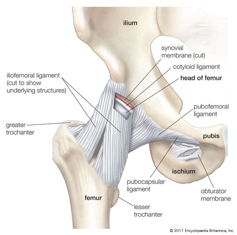 Hip Anatomy (Basics) - Bone Fit™