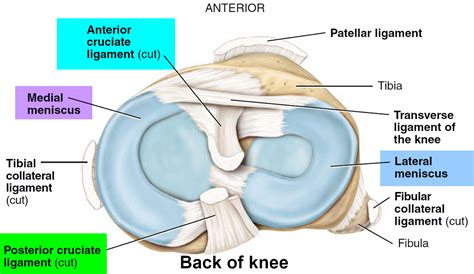 Torn Meniscus - Signs & Symptoms, Test, Diagnosis, Recovery, Treatment